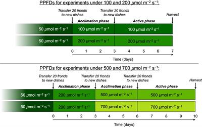 Growth and Essential Carotenoid Micronutrients in Lemna gibba as a Function of Growth Light Intensity